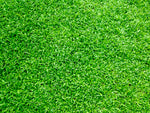 What Is The Best Grass Seed For Bowling Greens?