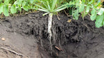 Tillage radish tap root